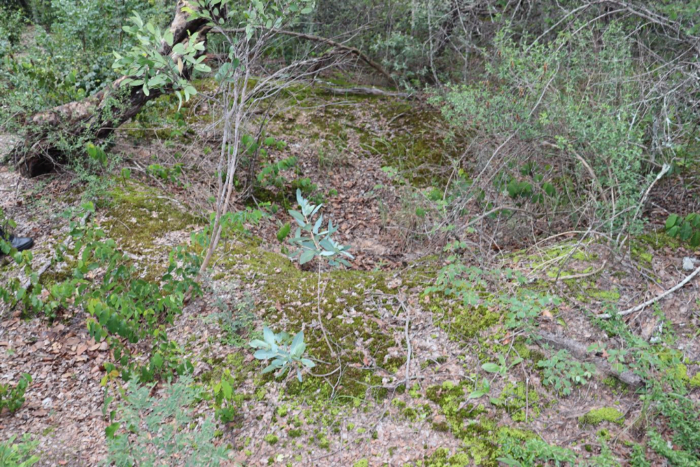 Image of a trench covered by vegetation at Site A.