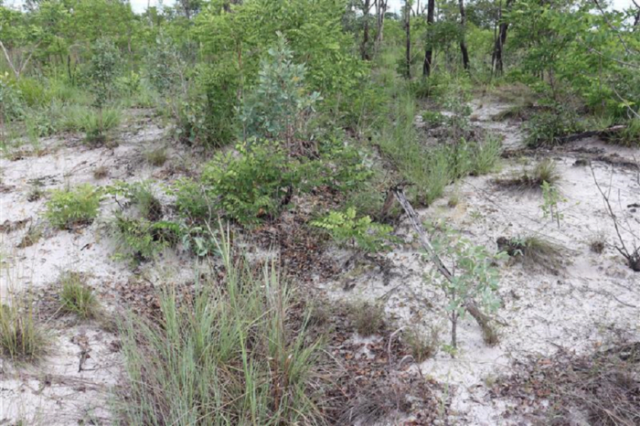 Image of the historic trench line at Site B with vegetation overgrowth which reduced visibility.