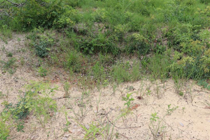 Image of a foxhole covered with vegetation at Site C.